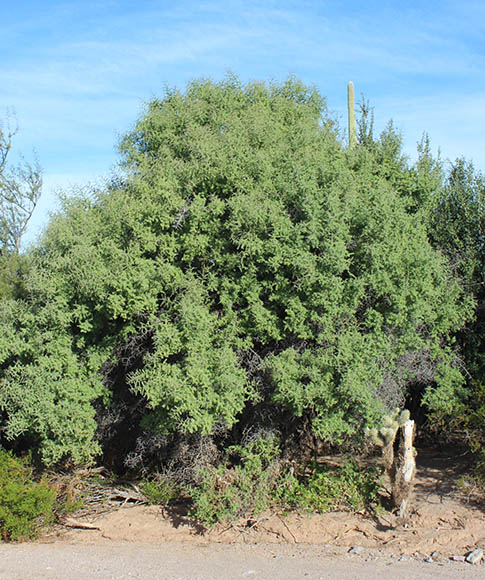  Condalia globosa v.pubescens